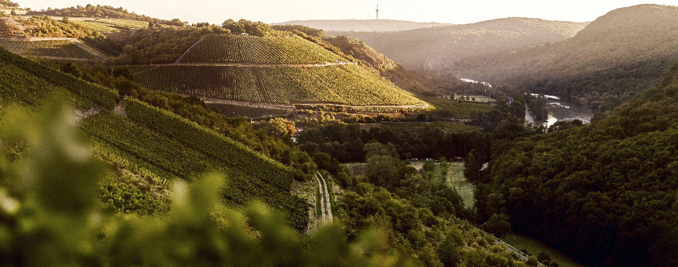 wein
